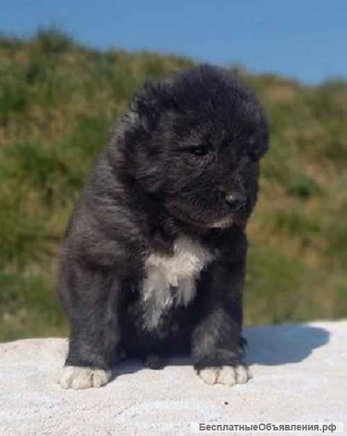 Кавказская овчарка - Родился 19.02.