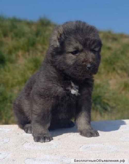 Кавказская овчарка - Родился 19.02.