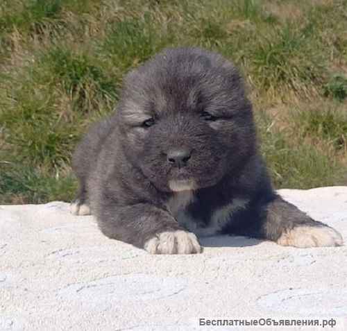 Кавказская овчарка - Родился 19.02.