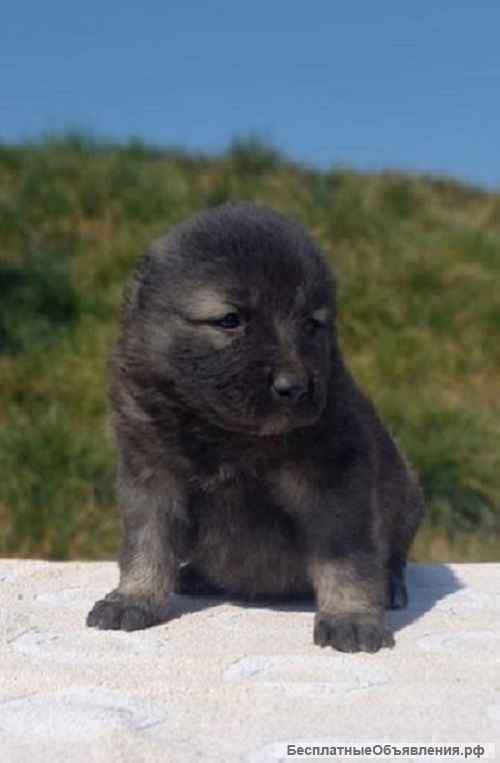 Кавказская овчарка - Родился 19.02.