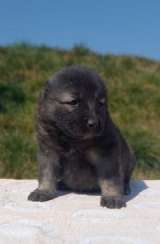 Кавказская овчарка - Родился 19.02.