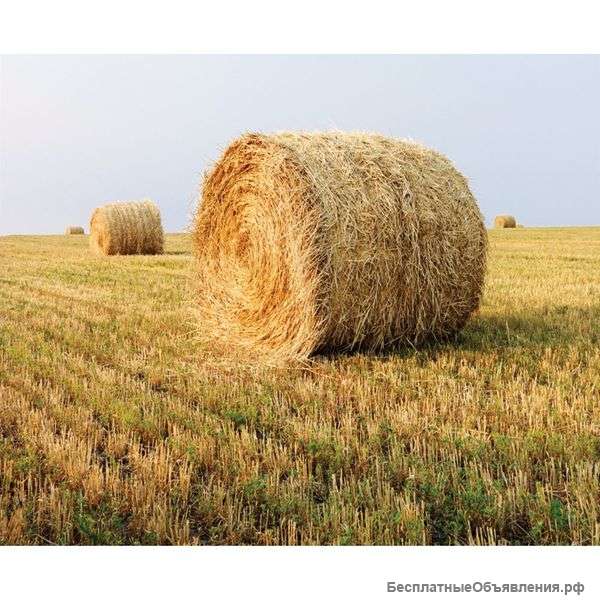 Сено многолетних трав