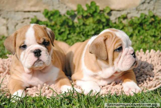 Английский бульдог - отличного происхождения