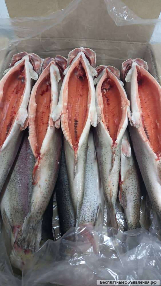 Радужная форель