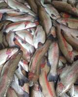 Радужная форель