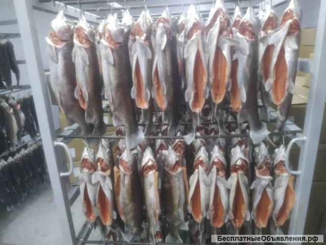 Радужная форель