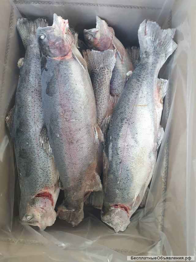 Радужная форель