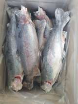 Радужная форель