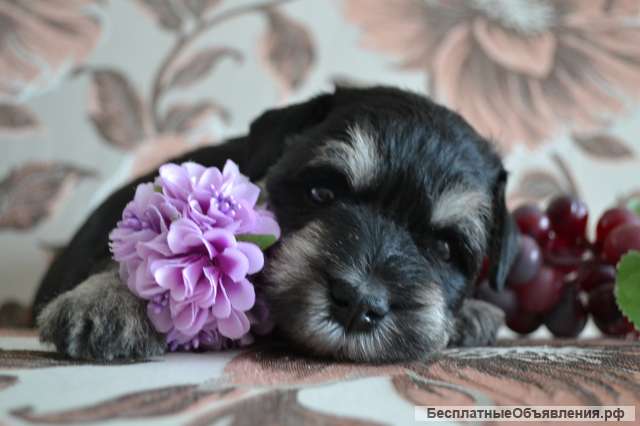 Щенки цвергшнауцера черные с серебром