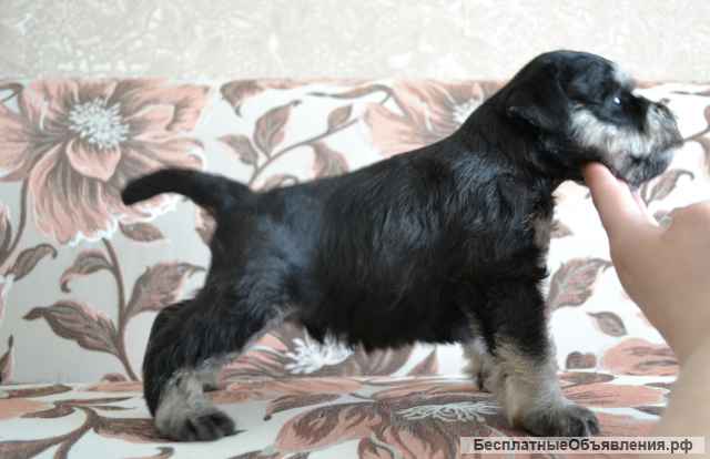 Щенки цвергшнауцера черные с серебром