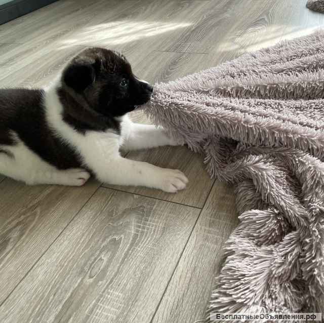 Щенки американской акиты