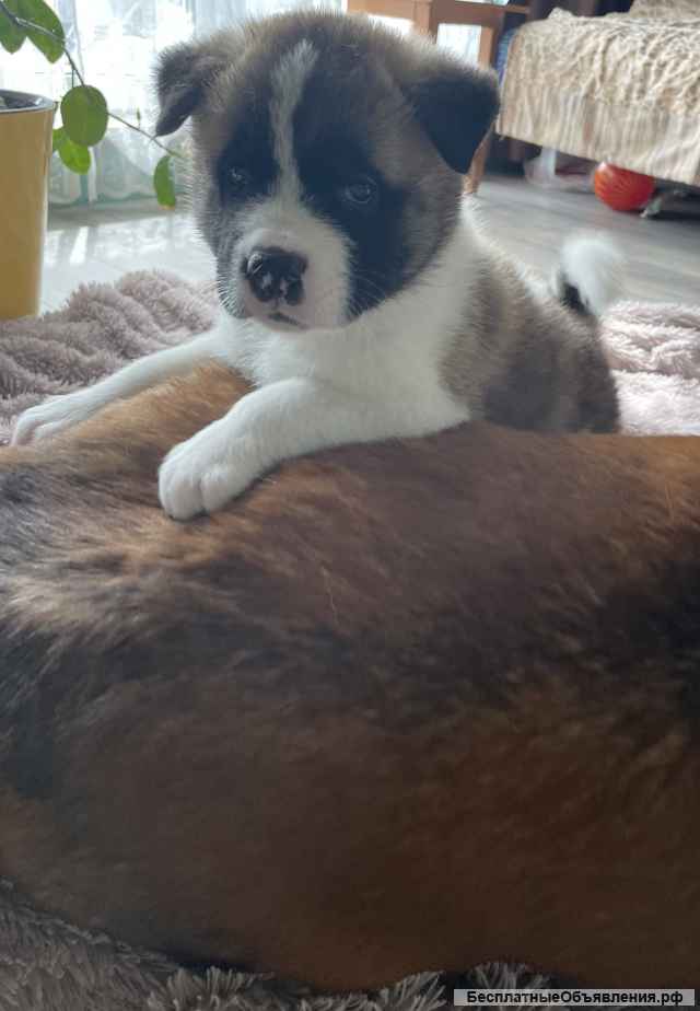 Щенки американской акиты