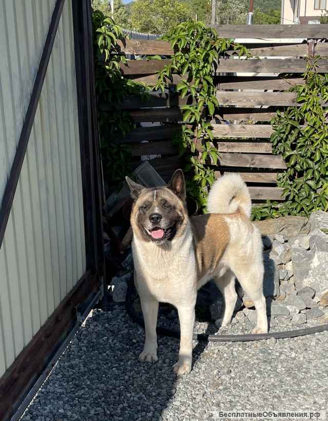 Щенки американской акиты