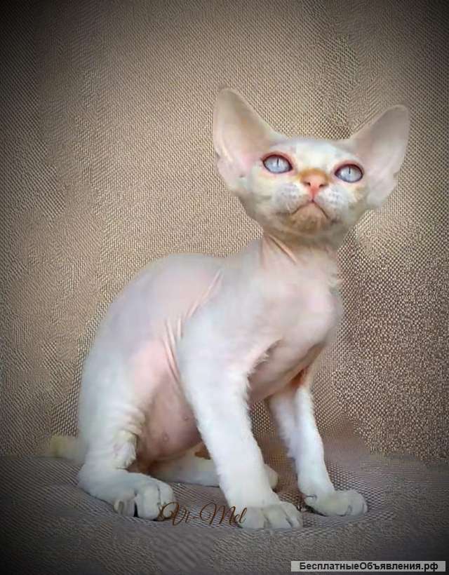 Девон-рекс котята