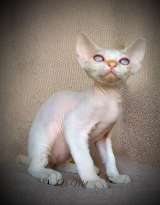 Девон-рекс котята