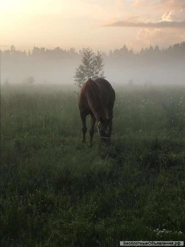 Конюшня, постой