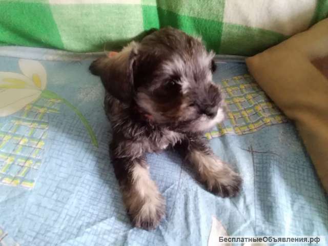 Цвержата перецовые