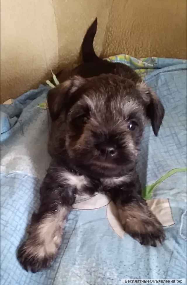 Цвержата перецовые