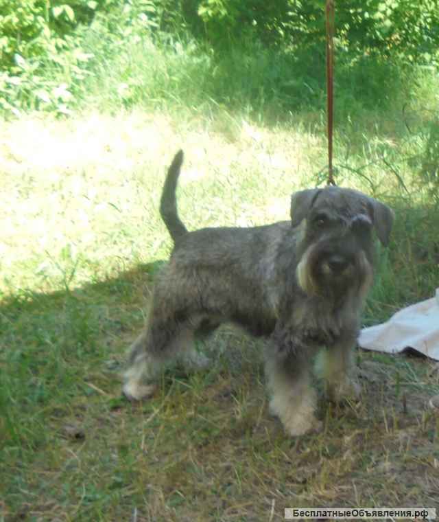 Цвержата перецовые