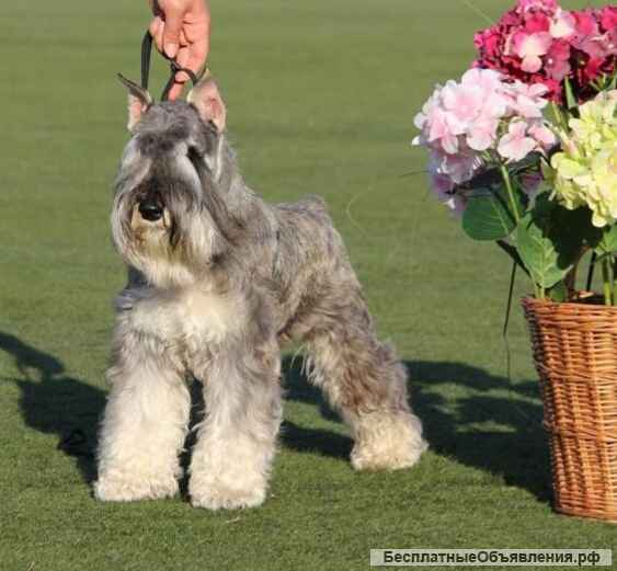 Цвержата перецовые