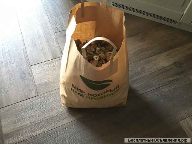 Свежие грибы сморчки