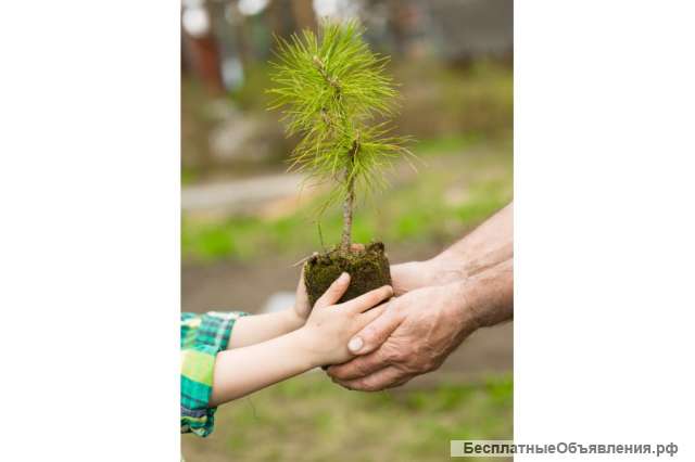 Пиломатериалы брус доска от производителя