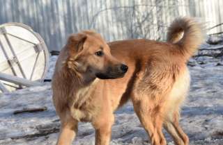 Медвежонок Барни ищет дом и любящих хозяев