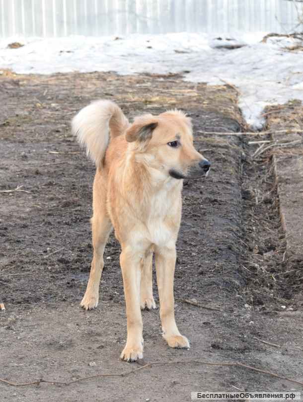 Медвежонок Барни ищет дом и любящих хозяев