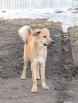 Медвежонок Барни ищет дом и любящих хозяев