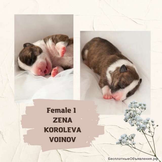 Щенки Миниатюрного Бультерьера