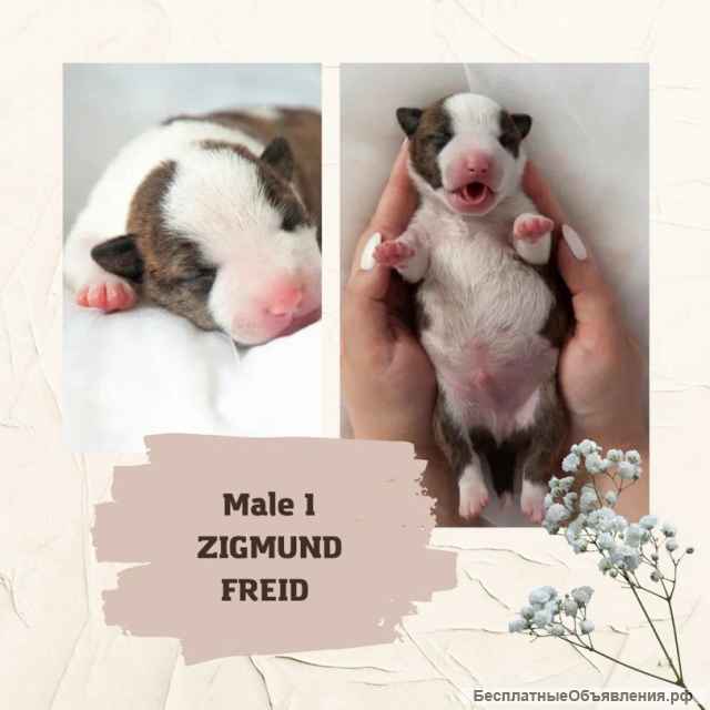 Щенки Миниатюрного Бультерьера