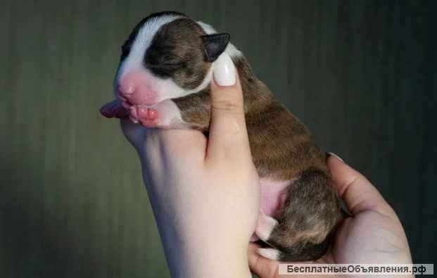 Щенки Миниатюрного Бультерьера