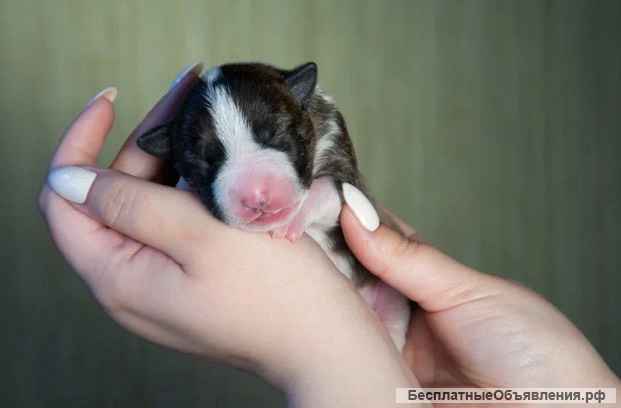 Щенки Миниатюрного Бультерьера