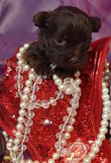 Бивер Йоркширские терьеры, щенки