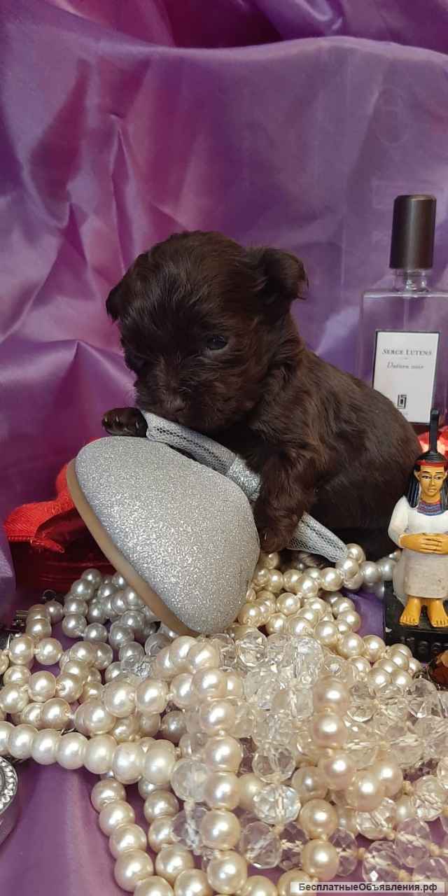 Бивер Йоркширские терьеры, щенки