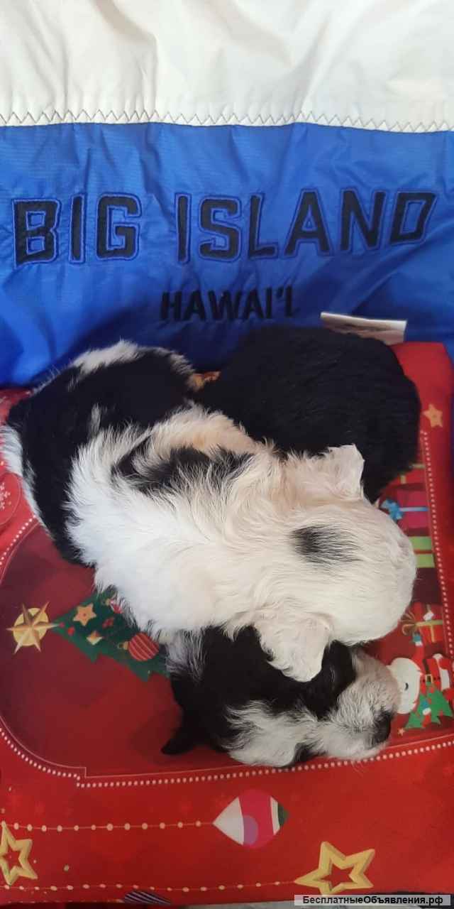 Бивер Йоркширские терьеры, щенки