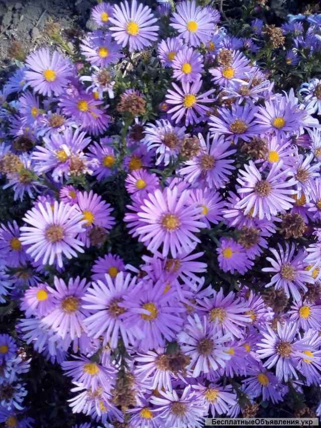 Хризонтеми квіти, цветы хризонтемы