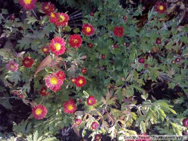 Хризонтеми квіти, цветы хризонтемы