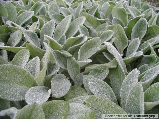 Заячьи ушки, чистец, квіти фізиостегнії, цветы жених и невест