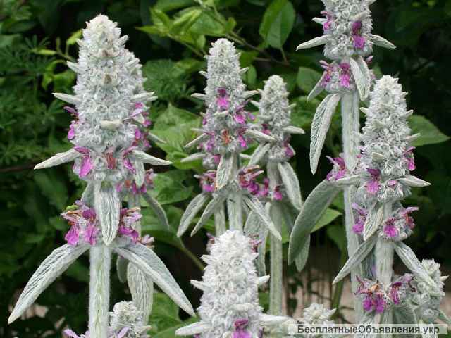 Заячьи ушки, чистец, квіти фізиостегнії, цветы жених и невест