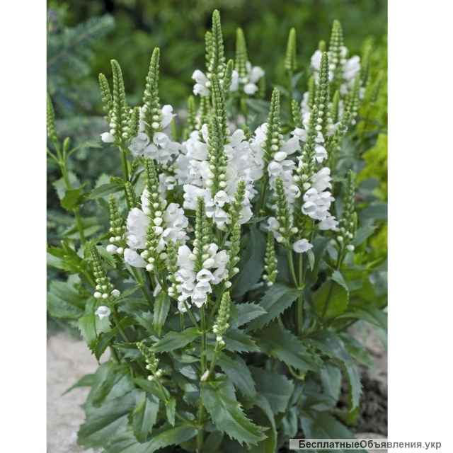 Заячьи ушки, чистец, квіти фізиостегнії, цветы жених и невест