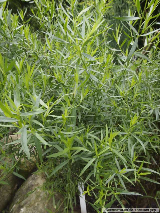 Материнка, душица, дивосил, єхинацея, тархун, мята