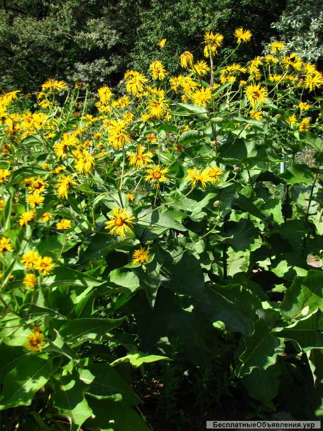 Материнка, душица, дивосил, єхинацея, тархун, мята