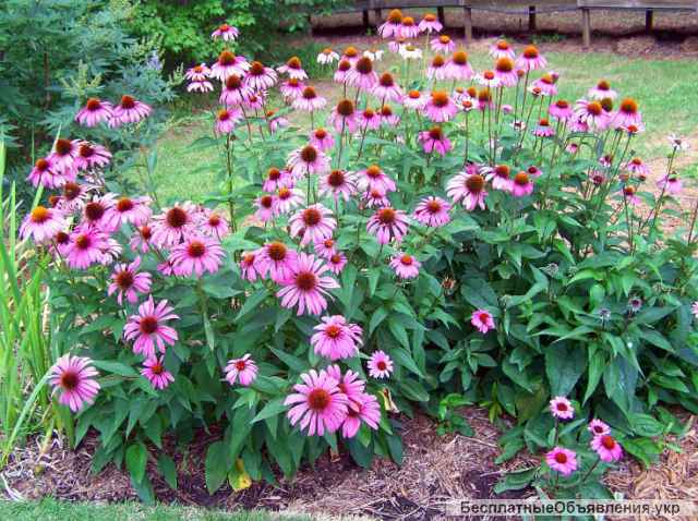 Материнка, душица, дивосил, єхинацея, тархун, мята