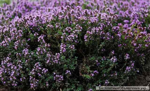 Материнка, душица, дивосил, єхинацея, тархун, мята