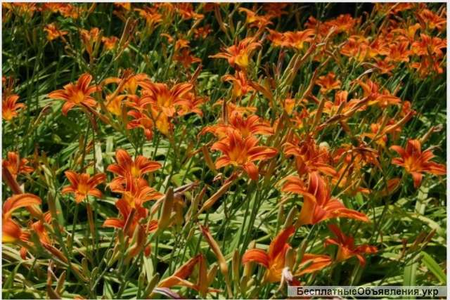 Лілейник, лілія біла/ лилейник, белая лилия