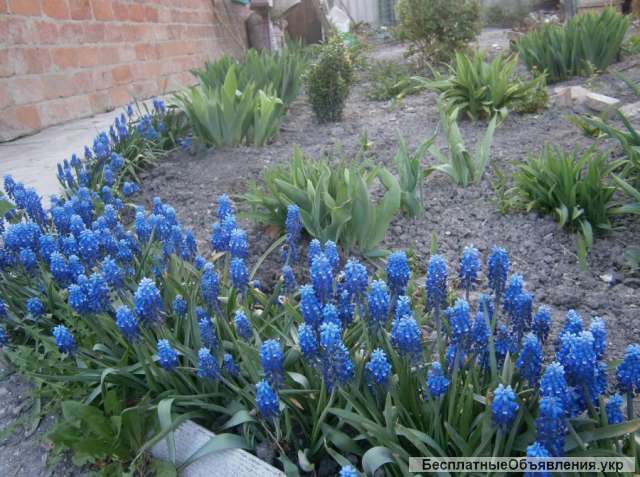 Первоцветы, луковичные, мускарики, птицемлечник тюльпани, нарциси