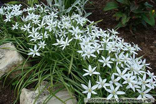 Первоцветы, луковичные, мускарики, птицемлечник тюльпани, нарциси