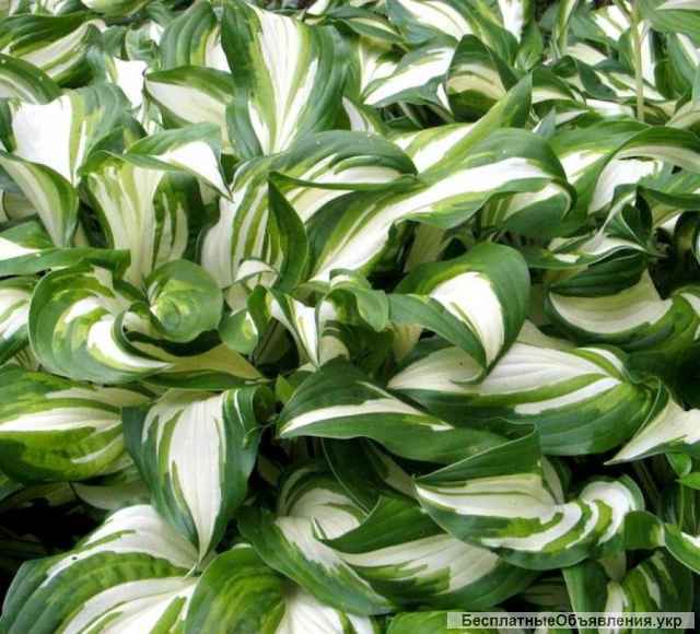 Хоста, Дельфиниум, Черевички