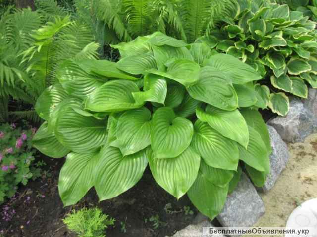 Хоста, Дельфиниум, Черевички